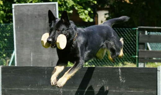 Schäferhunde Verein Großwelzheim
